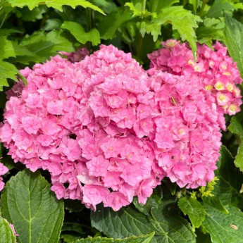Hydrangea macrophylla You and Me Together Hydrangea macrophylla You and Me Together