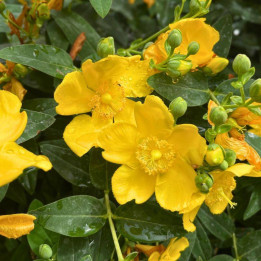 Hypericum calycinum Hidcote