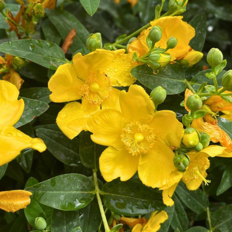 Hypericum calycinum Hidcote Hypericum calycinum Hidcote