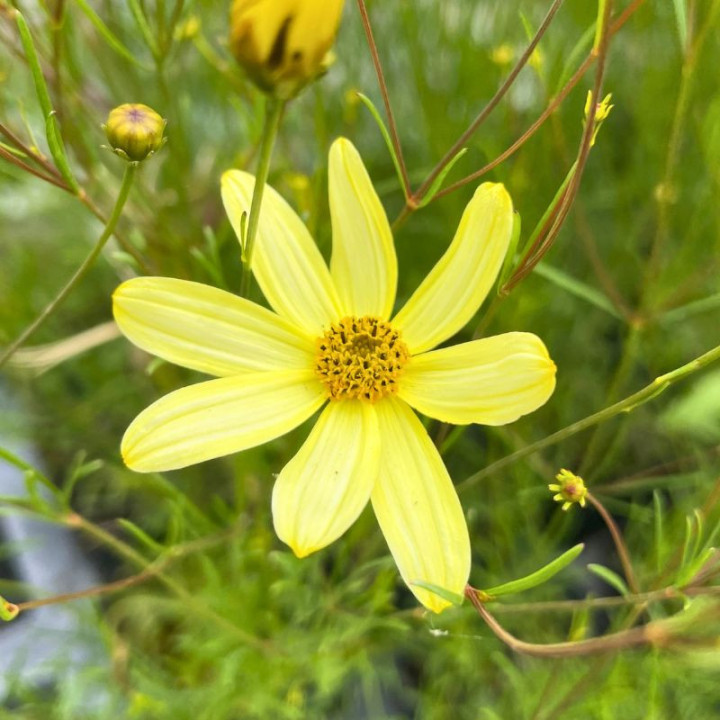 Coreopsis verticillata Moonbeam