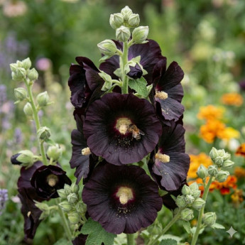 Alcea rosea Blacknight