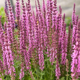 Floraison de la Salvia nemorosa Sensation Deep Rose