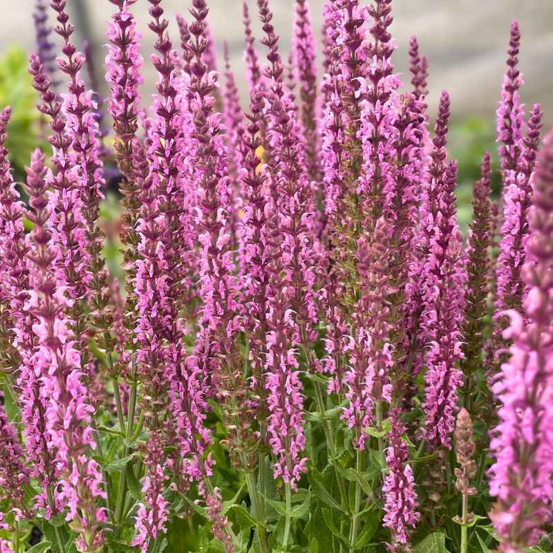Floraison de la Salvia nemorosa Sensation Deep Rose