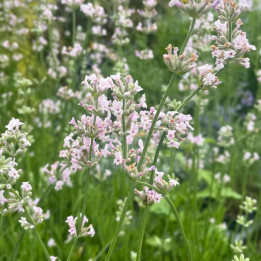 Floraison de le Lavandula angustifolia Loddon Pink