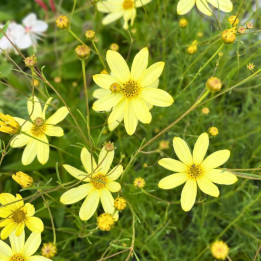 Coreopsis verticillata Moonbeam