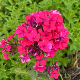 Phlox paniculata Starfire