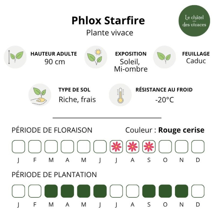 Phlox paniculata Starfire