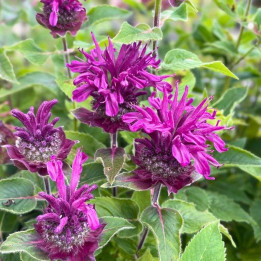 Floraison de la Monarda Bee Pure