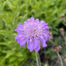 Scabiosa columbaria Butterfly Blue
