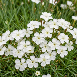 Dianthus deltoides Albiflorus