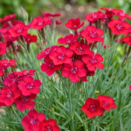 Dianthus deltoides Flashing Light