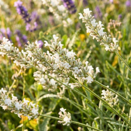 Lavandula Edelweiss
