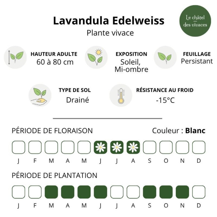 Lavandula Edelweiss