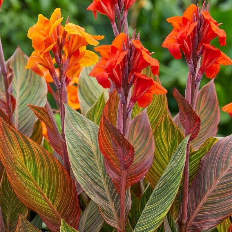 Canna Tropicanna Canna Tropicanna