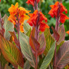 Canna Tropicanna