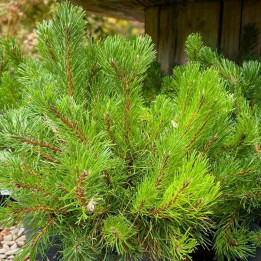 Pinus mugo mughus
