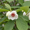 Magnolia sieboldii