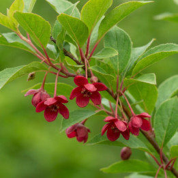 Schisandra rubriflora