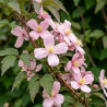 Clématite - Clematis montana Rubens