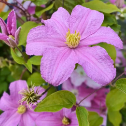 Clematis Comtesse de Bouchaud