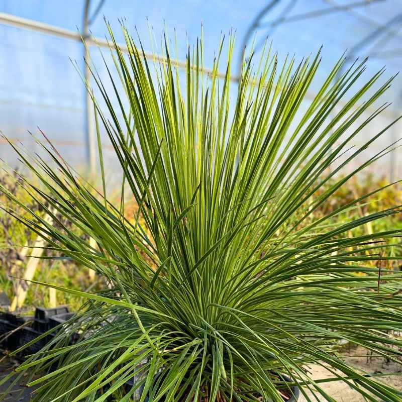 Yucca linearis Yucca linearis