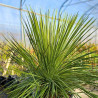Yucca linearis