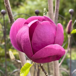 Magnolia soulangeana Black Tulip