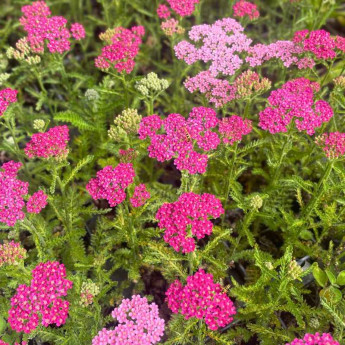 Floraison de l'Achillea millefolium Milly Rock Rose Floraison de l'Achillea millefolium Milly Rock Rose