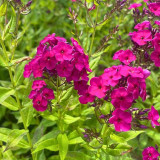 Phlox paniculata Wendy House