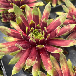 Sempervivum Chick Charms Gold Rush