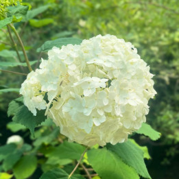 Hydrangea arborescens FlowerWow