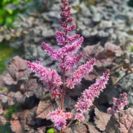 Astilbe Dark Side of the Moon