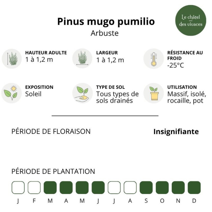 Pinus mugo pumilio