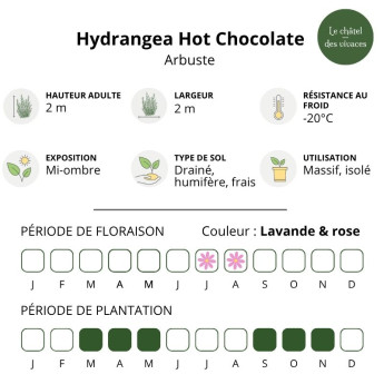 Hydrangea aspera Hot Chocolate