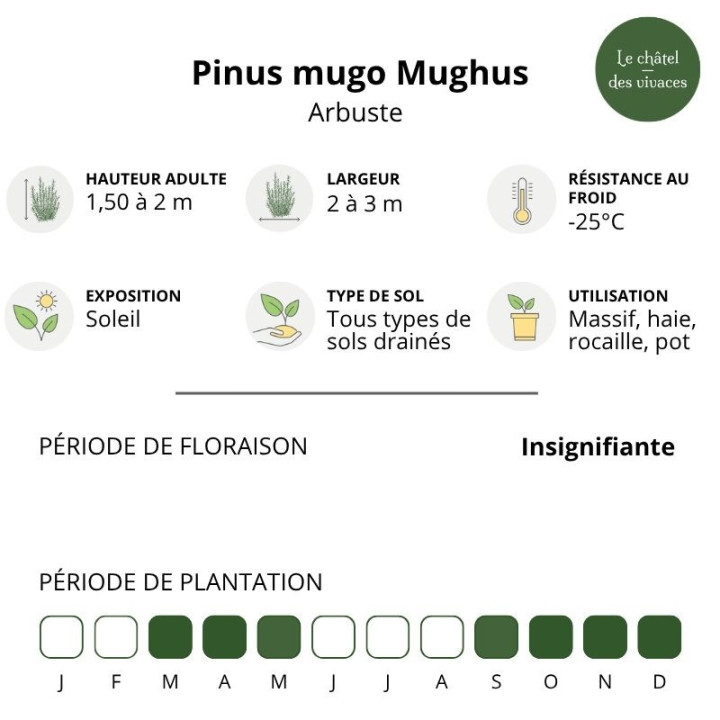 Pinus mugo Mughus