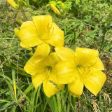 Hemerocallis Happy Returns