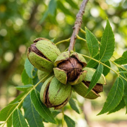 Carya illinoinensis Cape Fear - Noix de pecan