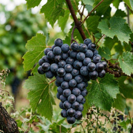 Vigne Isabella