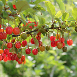 Elaeagnus umbellata Amoroso