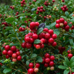 Canneberge - Cranberry - Vaccinium macrocarpon