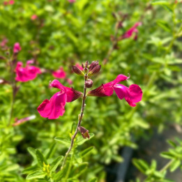 Fleurs de la Salvia gregii Wild Watermelon
