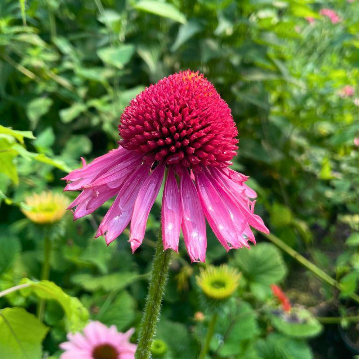 Echinacea purpurea Delicious Candy