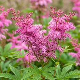 Filipendula purpurea Elegans