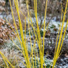 Cornus stolonifera Flaviramea