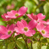 Cornus florida Cherokee Chief