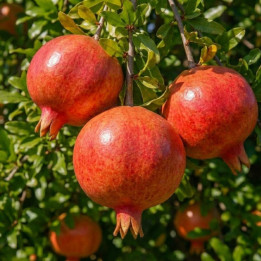 Grenadier à fruits Wonderful