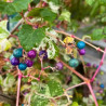 Ampelopsis brevi Elegans