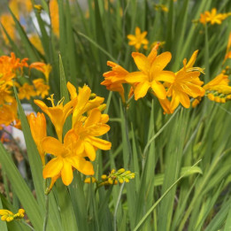 Floraison du Crocosmia Paul's Best Yellow