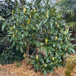 Eriobotrya japonica