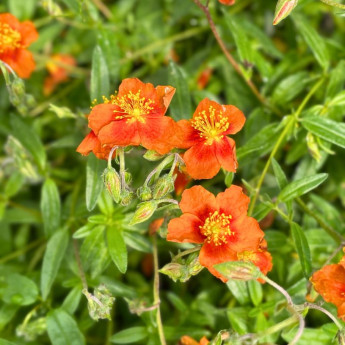 Helianthemum Bronzeteppich Helianthemum Bronzeteppich